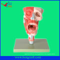 Modelo anatómico de la cavidad nasal, modelo de la anatomía